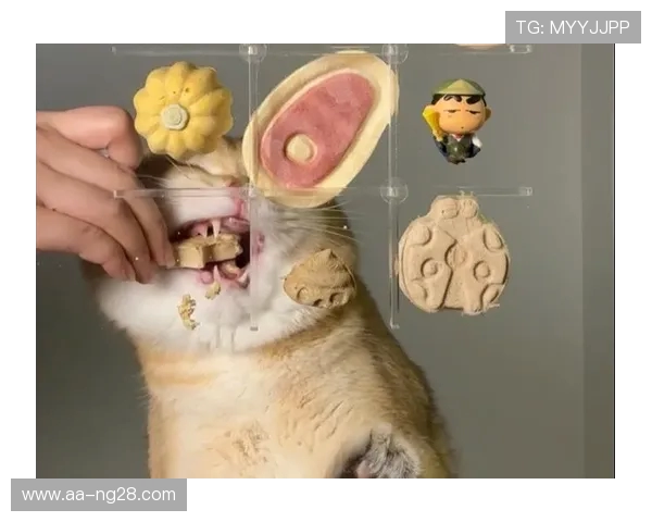 和猫玩完游戏后如何选择合适的小零食让它更开心并促进健康